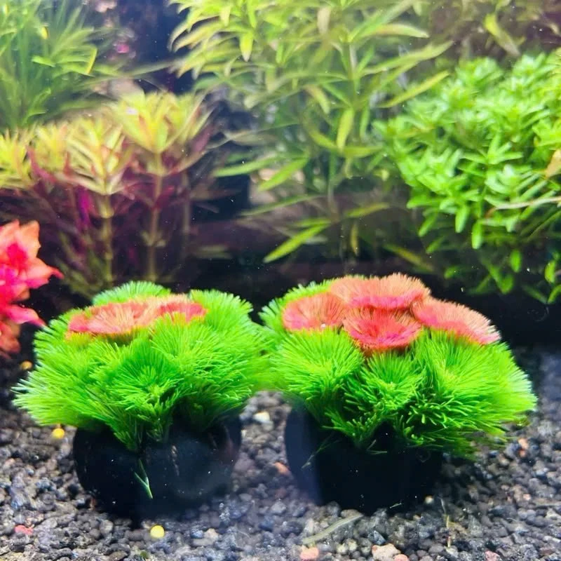 Làm thế nào để chọn chậu cây La Hán phù hợp với không gian trong nhà và tránh những sai lầm thường gặp?