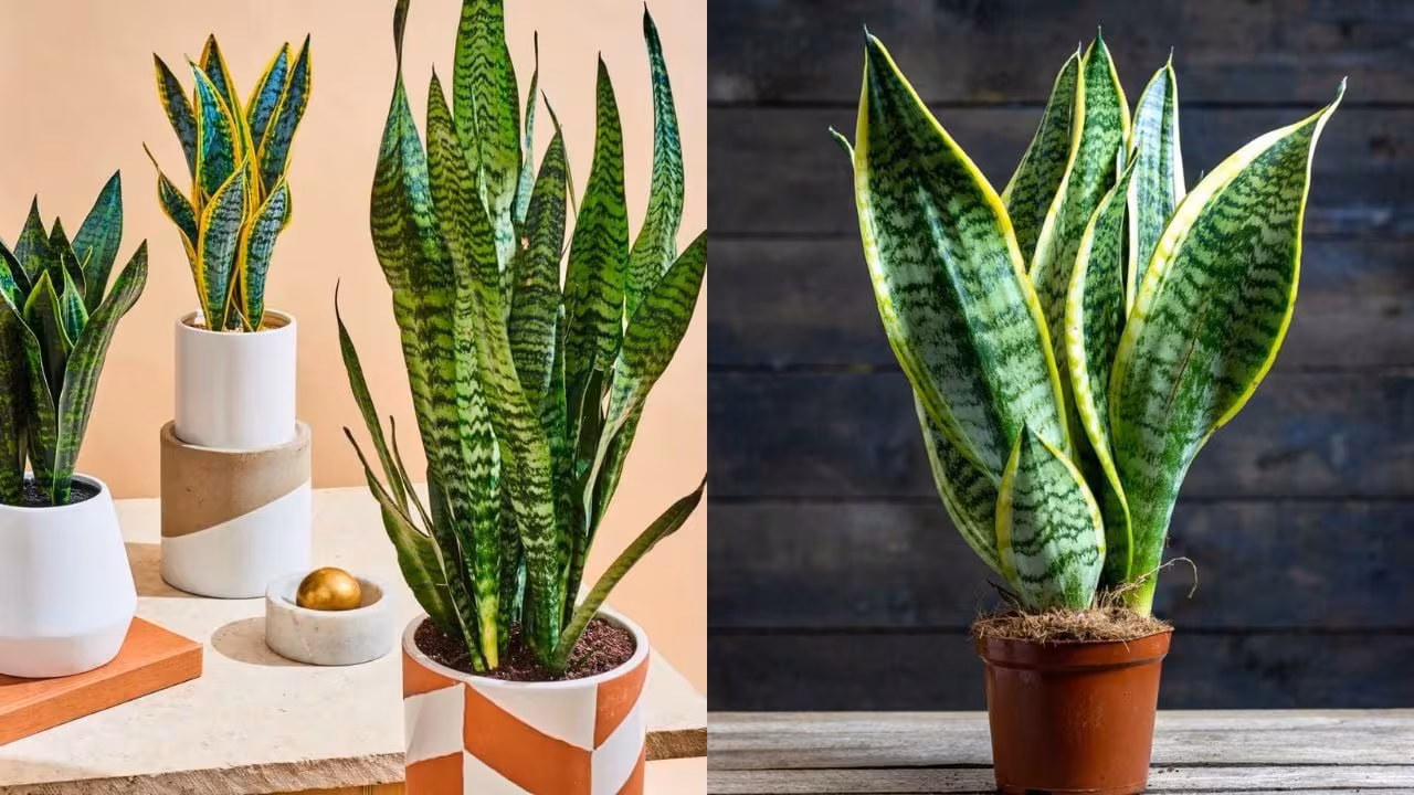 Cây lưỡi hổ: Cách trồng để thu hút tài lộc năm Bính Ngọ 2026