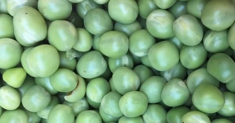 Đậu Hà Lan đông lạnh: lợi ích dinh dưỡng và cách dùng an toàn