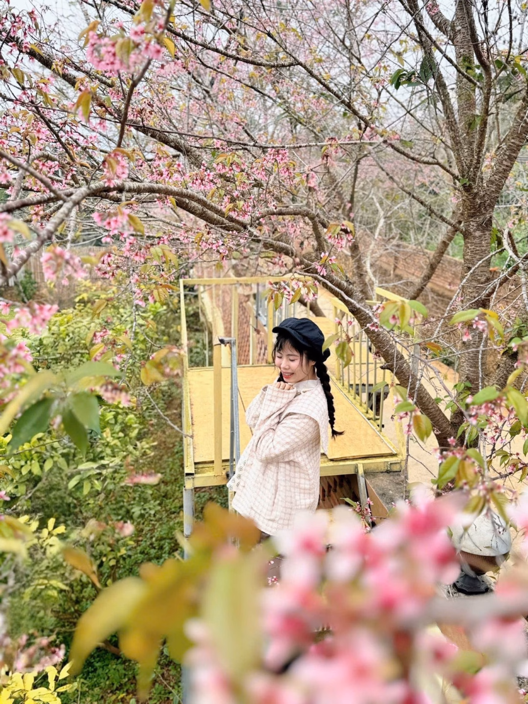 C&aacute;nh đồng hoa đ&agrave;o v&agrave; hoa cải ở Mộc Ch&acirc;u