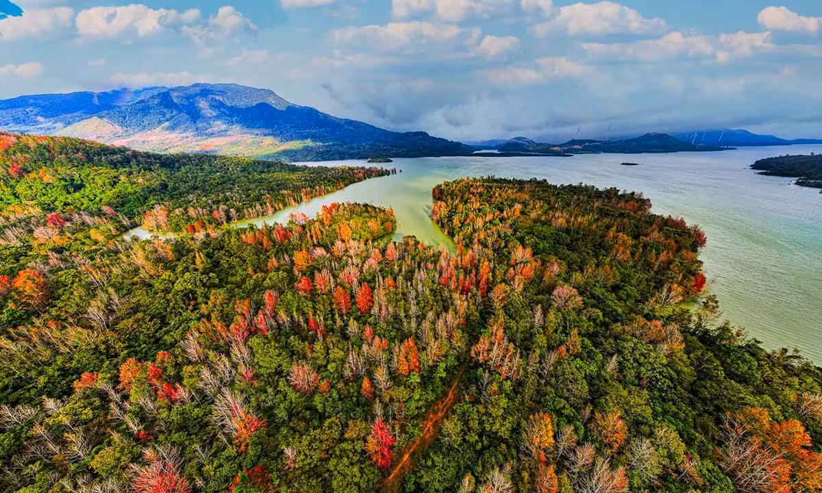 Khám phá rừng phong hương Quảng Trị – Góc trời Âu thu nhỏ giữa miền Trung