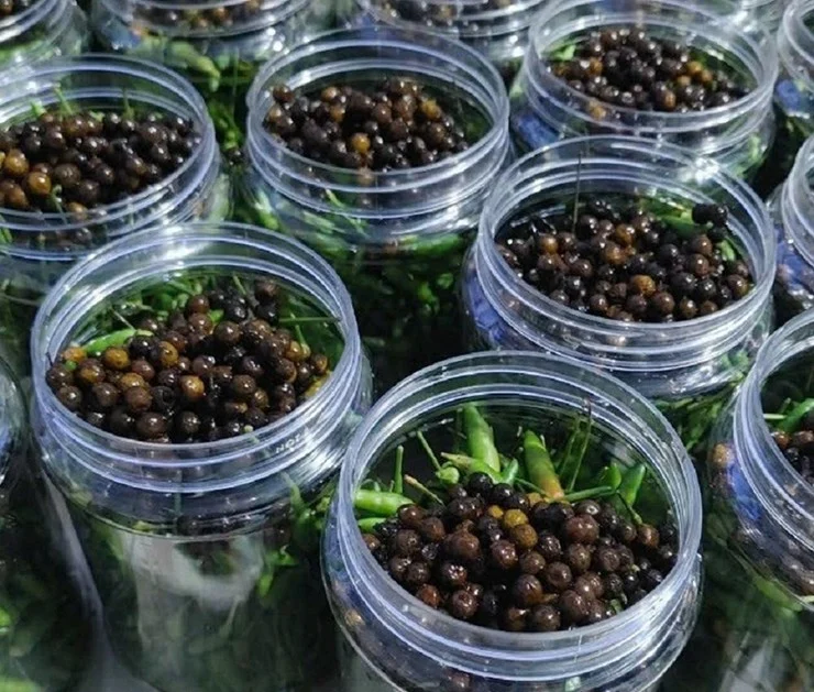 Sả rừng được d&ugrave;ng l&agrave;m gia vị kho c&aacute;, kho thịt, ướp nướng v&agrave; muối chấm, đồng thời hỗ trợ ấm bụng v&agrave; giải cảm