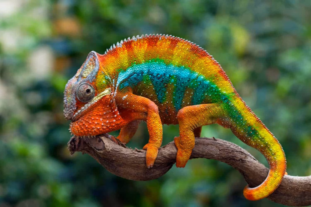 Tắc k&egrave; hoa đổi m&agrave;u