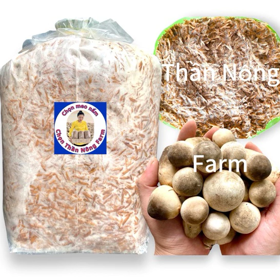 Làm thế nào để bảo quản meo nấm rơm tươi sống và sử dụng hiệu quả trong ẩm thực hàng ngày