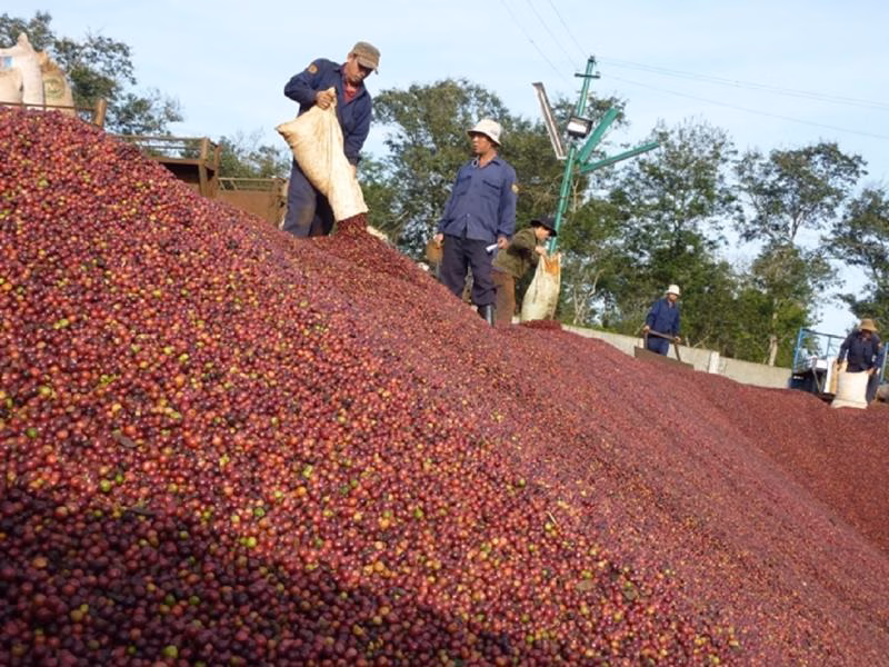 Thông Tin Liên Hệ Hiệp Hội Cà Phê – Cacao Việt Nam 17/7/2025 Giá kỳ hạn cà phê tăng, arabica tăng vượt trội. Vì sao?