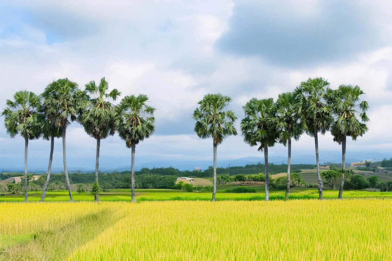 Hàng thốt nốt lặng lẽ đứng nhìn cánh đồng chín vàng