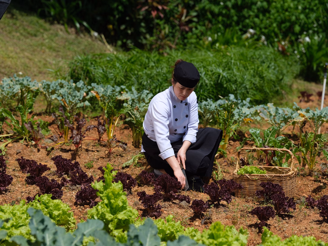 Vườn rau hữu cơ tại Ana Mandara
