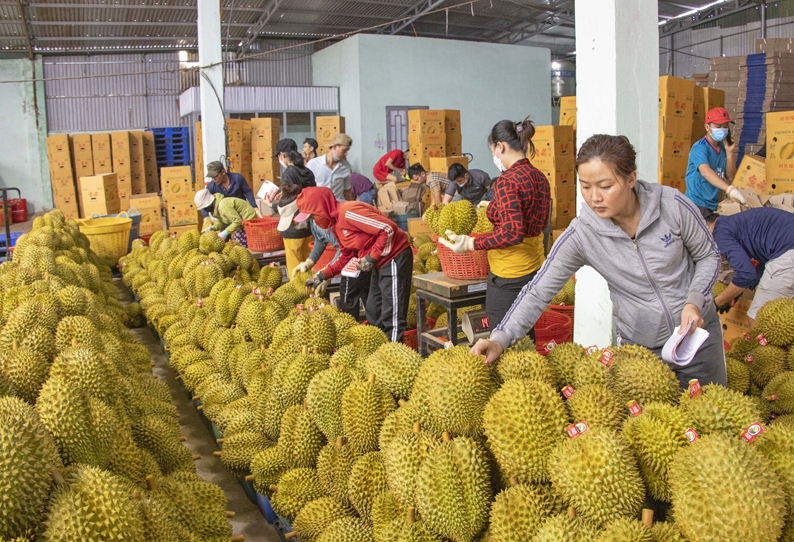 Chậm cấp mã số vùng trồng cho sầu riêng để xuất khẩu sang thị trường Trung Quốc đã gây ra khó khăn trong việc tiêu thụ sầu riêng rải vụ hiện nay tại vùng đồng bằng sông Cửu Long. Ảnh minh họa. 