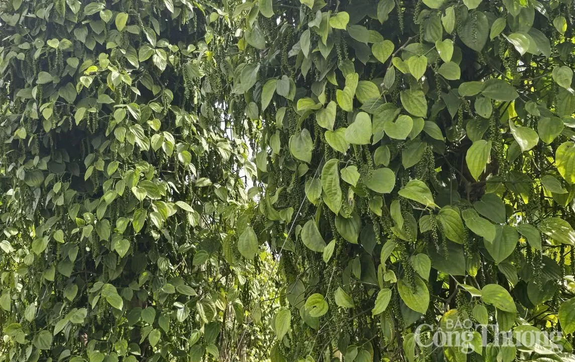 Những vườn tiêu được trồng ở Đắk Nông Những vườn tiêu được trồng ở Đắk Nông