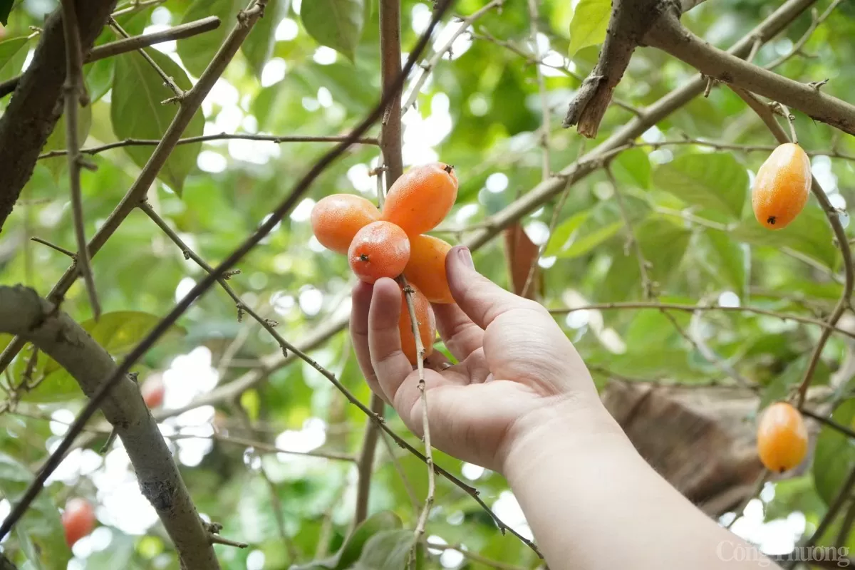 Năm nay nhót được mùa, mang về lợi nhuận lớn cho người trồng Năm nay nhót được mùa, mang về lợi nhuận lớn cho người trồng