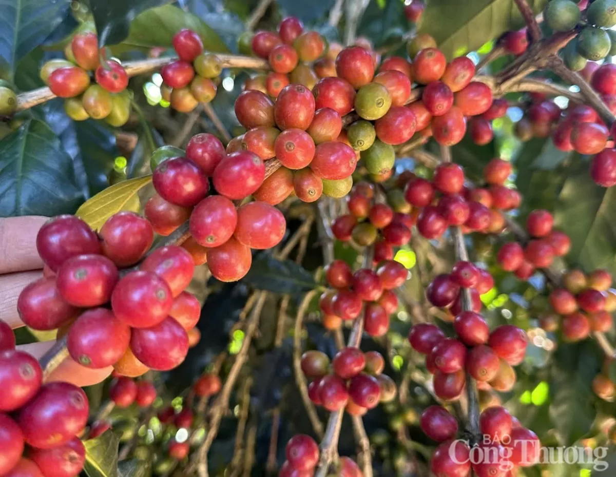 Những cây cà phê trái chín mọng ở tỉnh Đắk Lắk Những cây cà phê trái chín mọng ở tỉnh Đắk Lắk