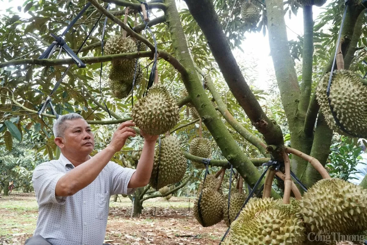 Nông dân Đắk Nông trồng sầu riêng Nông dân Đắk Nông trồng sầu riêng