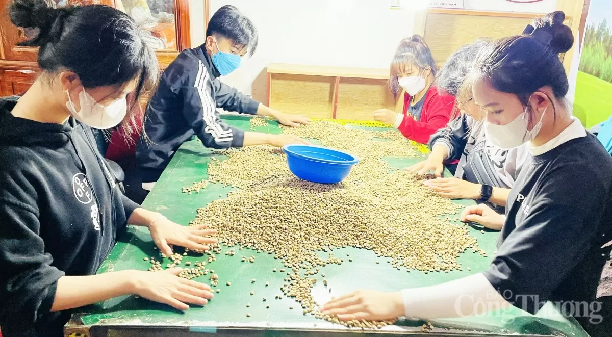 Công nhân lựa chọn các hạt cà phê đạt chuẩn Công nhân lựa chọn các hạt cà phê đạt chuẩn