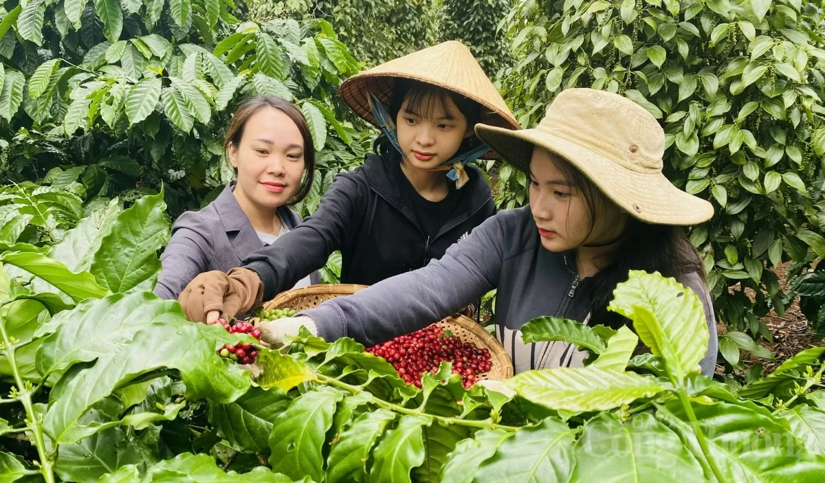 Nông dân thu hoạch cà phê Nông dân tỉnh Đắk Lắk thu hoạch cà phê