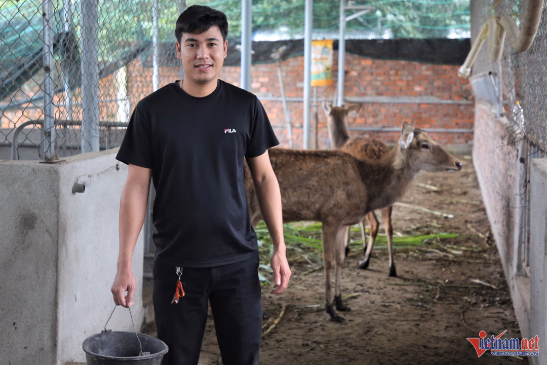 Anh Đinh Đức Phú khởi nghiệp thành công với trang trại nuôi hươu sao.