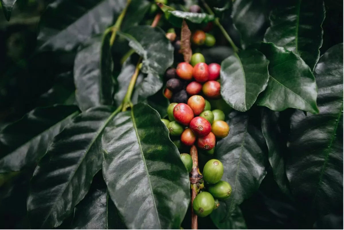 Giá cà phê Arabica giảm Giá cà phê Arabica giảm
