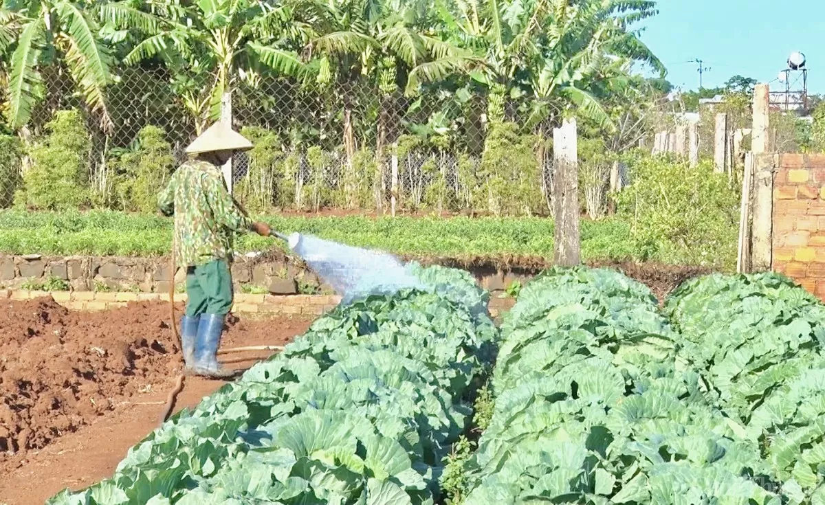 Gia Lai: Người dân khóc ròng vì giá rau xanh rớt 'thê thảm' Gia Lai: Người dân khóc ròng vì giá rau xanh rớt 'thê thảm'