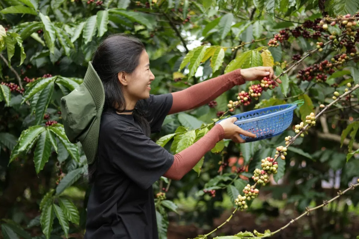 Giá cà phê ổn định Giá cà phê hôm nay 9/6/2025