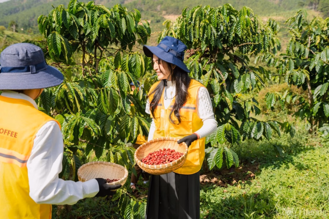 Vườn cà phê tại Lâm Đồng Vườn cà phê tại Lâm Đồng