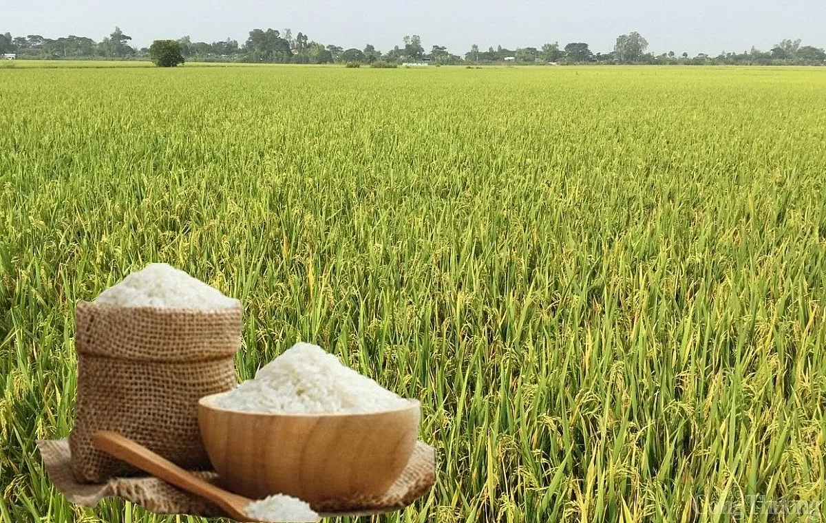 Giá lúa gạo hôm nay ngày 7/6: Lúa tươi xu hướng giảm Giá lúa gạo hôm nay ngày 7/6: Lúa tươi xu hướng giảm