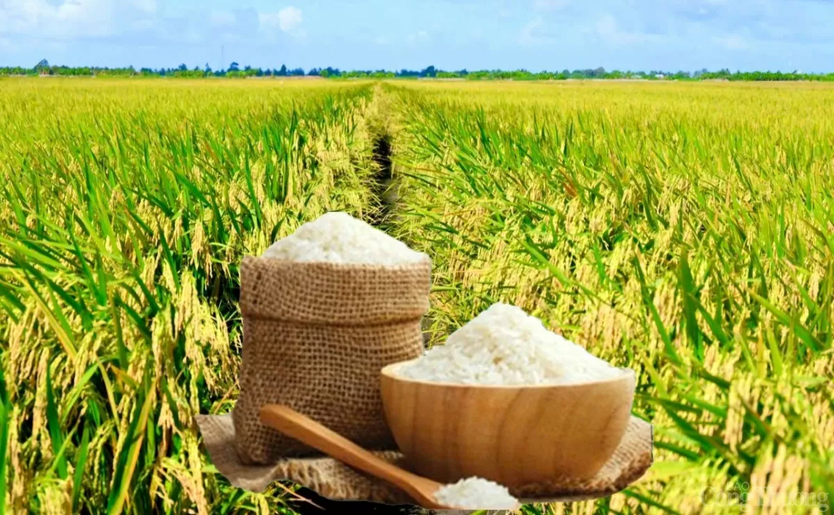 Giá lúa gạo hôm nay ngày 8/6 và tuần qua dao động Giá lúa gạo hôm nay ngày 8/6 và tuần qua dao động