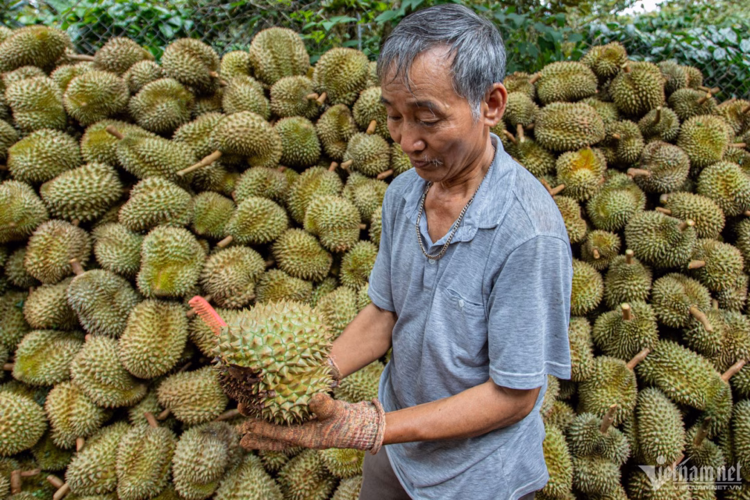 Vỏ sầu riêng Vỏ sầu riêng bị vứt bỏ