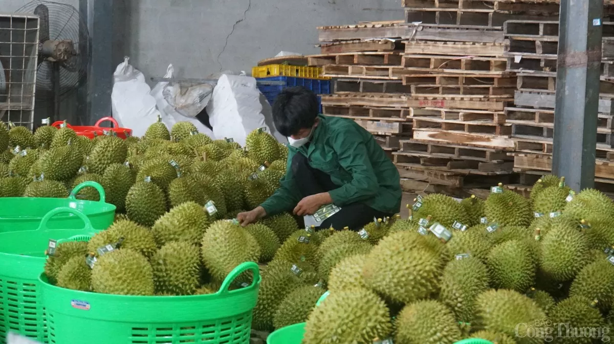 Sầu riêng tại Đắk Nông Sầu riêng tại Đắk Nông