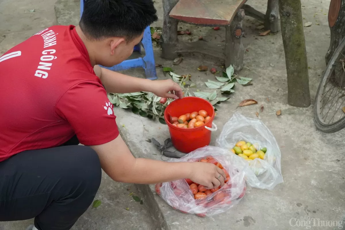 Người nông dân phân loại nhót sau khi hái Người nông dân phân loại nhót sau khi hái