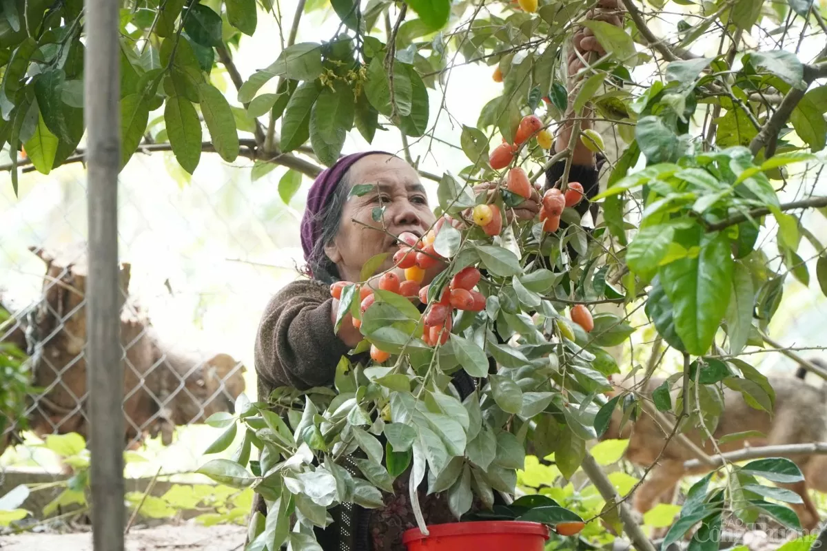Bà Thắng đang thu hoạch nhót để bán cho thương lái Bà Thắng đang thu hoạch nhót để bán cho thương lái