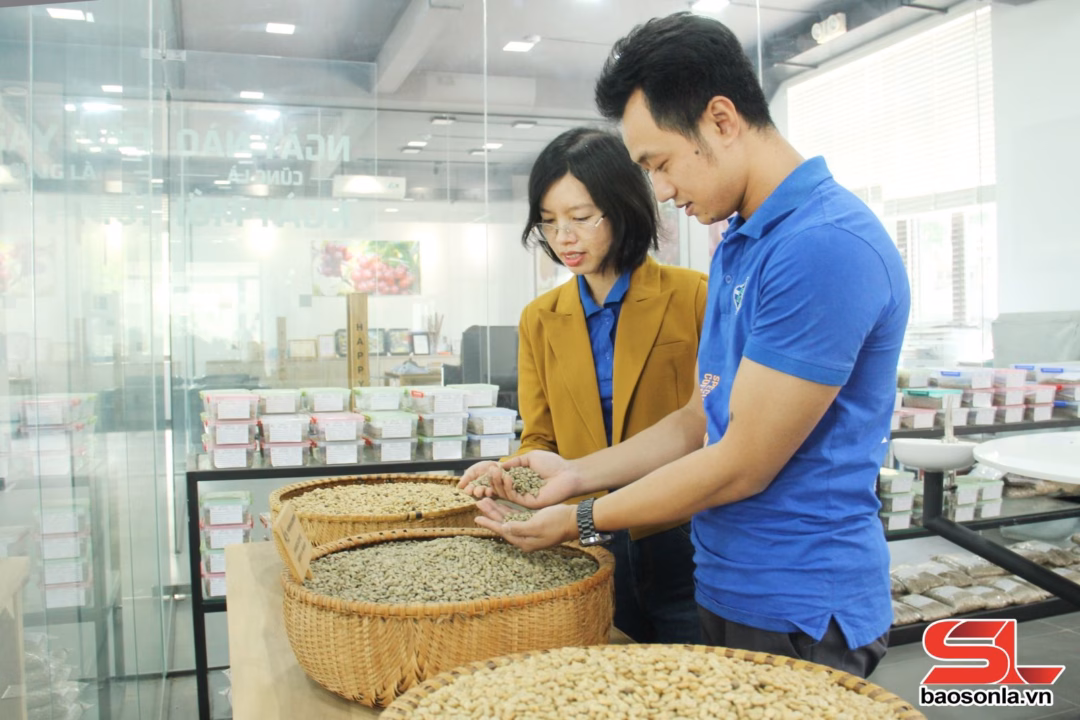 Khu vực trưng bày, giới thiệu, lưu mẫu cà phê hạt của Công ty cổ phần Phúc Sinh Sơn La, xã Chiềng Mung.