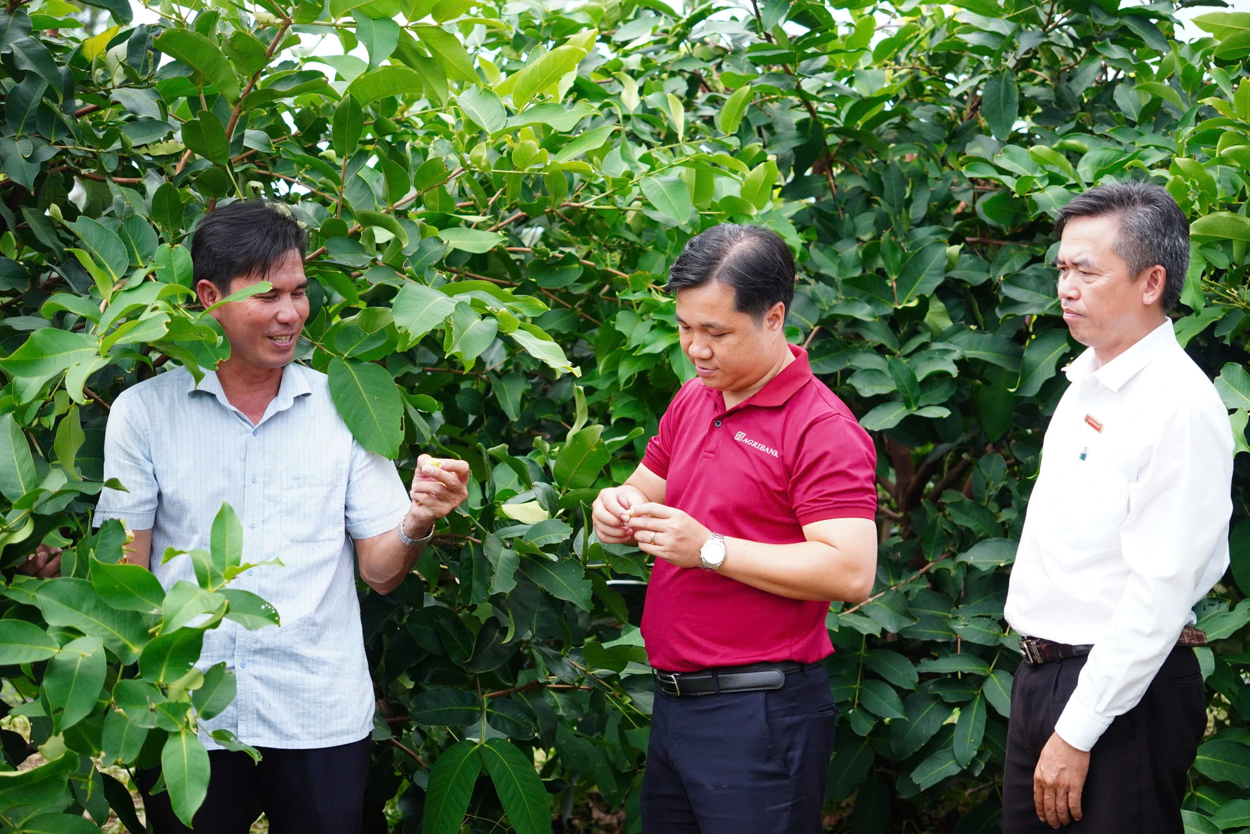 Mận hồng Sân Tiên lên các chuỗi cửa hàng thực phẩm sạch nhờ làm ăn theo khoa học Vườn mận hồng Sân Tiên rộng 40 ha của ông Phục