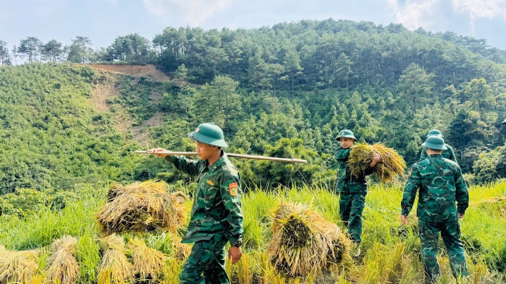 Chiến sỹ quân hàm xanh gặt lúa giúp các hộ gia đình khó khăn