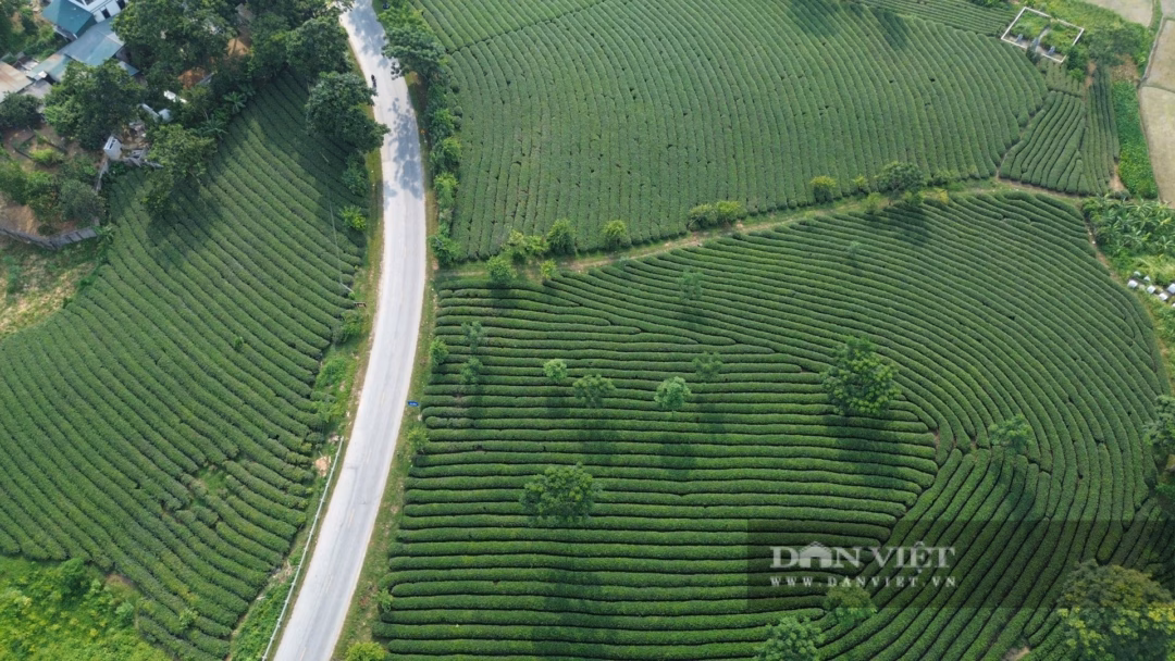 Nhờ chuyển đổi tư duy sản xuất, ứng dụng khoa học kỹ thuật và liên kết tiêu thụ sản phẩm, cây chè Tuyên Quang đã và đang mang lại cuộc sống ấm no cho người nông dân, làm thay đổi diện mạo nông thôn, góp phần từng bước xây dựng quê hương Tuyên Quang ngày càng giàu đẹp. Ảnh: Mùa Xuân. 