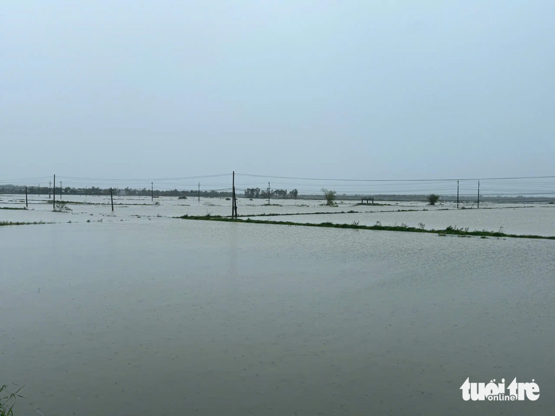 Một đồng lúa mới gieo sạ ở Quảng Nam bị chìm trong nước Một đồng lúa mới gieo sạ ở Quảng Nam bị chìm trong nước