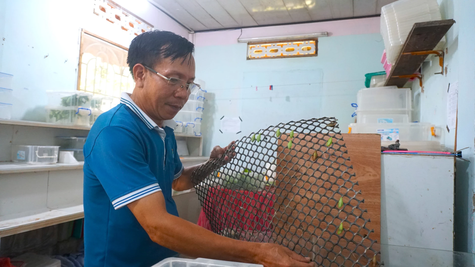 Nhiều hoạt động thiết thực tại Việt Nam nâng cao ý thức cộng đồng VIDEO: Mô hình nuôi bướm làm du lịch
