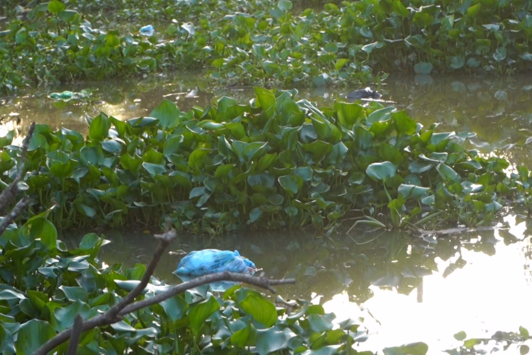 Cần Thơ: Du lịch écologique bị ảnh hưởng bởi ô nhiễm nước do xây đập Con rạch Ông Đề nay có nhiều lục bình và rác. Ảnh: Tạ Quang