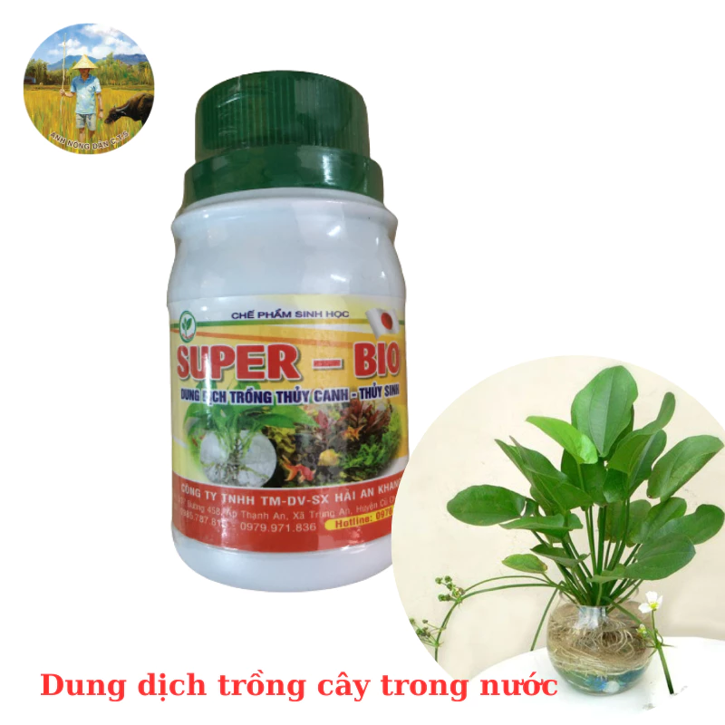 Làm thế nào để tránh sai lầm khi sử dụng dung dịch thủy canh cho cây cảnh tại nhà?