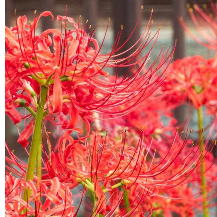 Mua hoa bỉ ngạn về mà chả ra hoa, hóa ra tôi đã bỏ qua điều này!