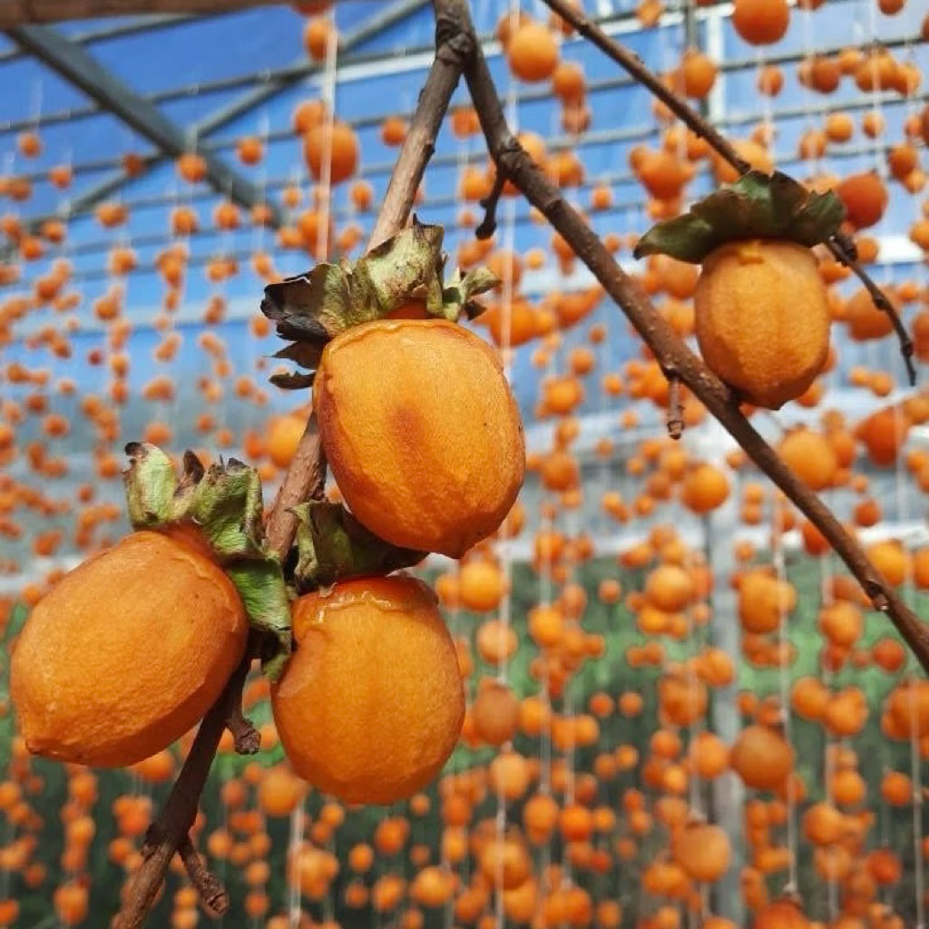 Treo Hồng Đúng Cách: Bí Quyết Bảo Quản Hồng Treo Gió Đà Lạt Để Giữ Được Độ Dẻo Ngon