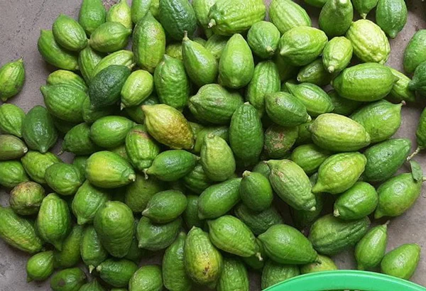 Tinh dầu chanh y&ecirc;n rừng &ndash; nguồn nguy&ecirc;n liệu tự nhi&ecirc;n