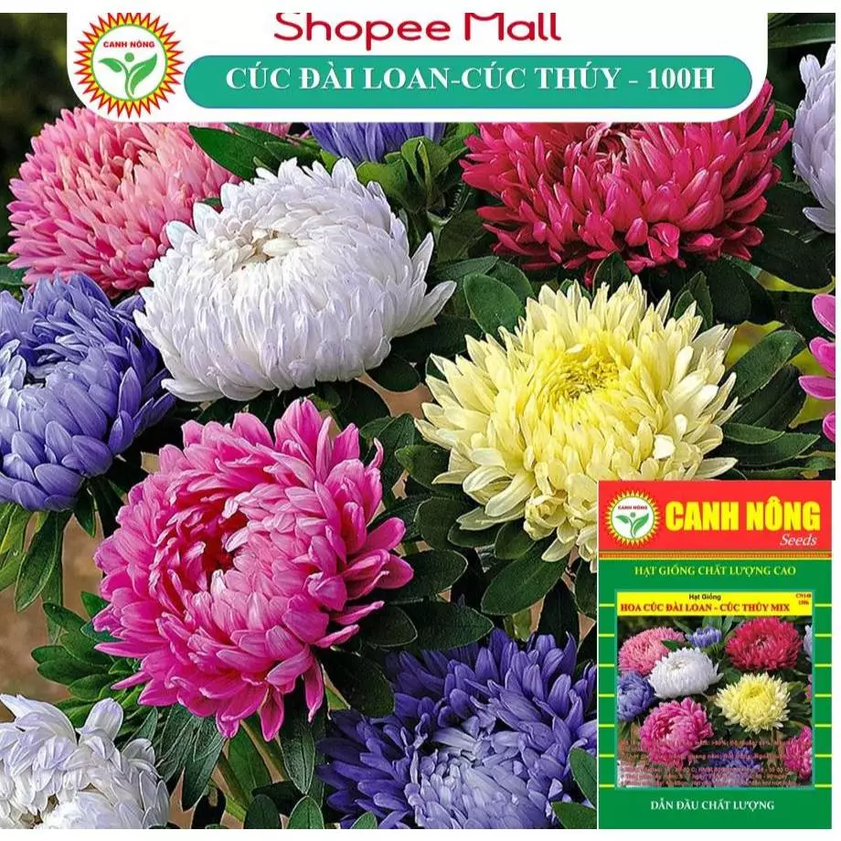 Làm thế nào để hạt giống hoa cúc Đài Loan nảy mầm nhanh và khỏe mạnh?