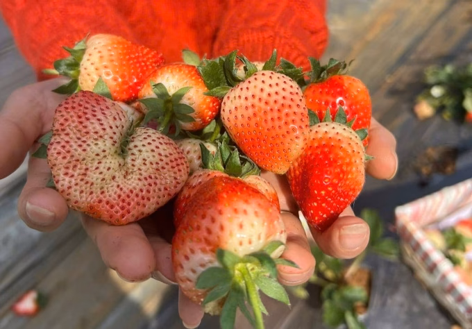 D&acirc;u ch&iacute;n đỏ tại vườn Mộc Ch&acirc;u