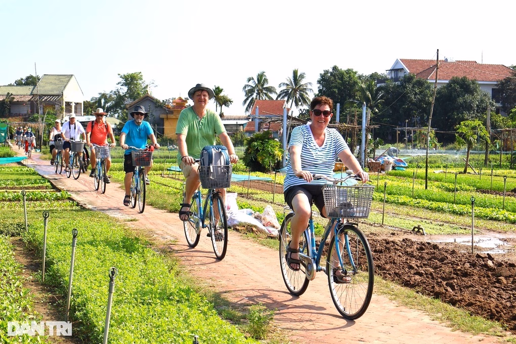 Khách nước ngoài tham quan vườn rau Trà Quế Khách nước ngoài tham quan vườn rau Trà Quế