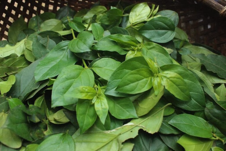 L&aacute; thạch găng kh&ocirc; sau thu hoạch