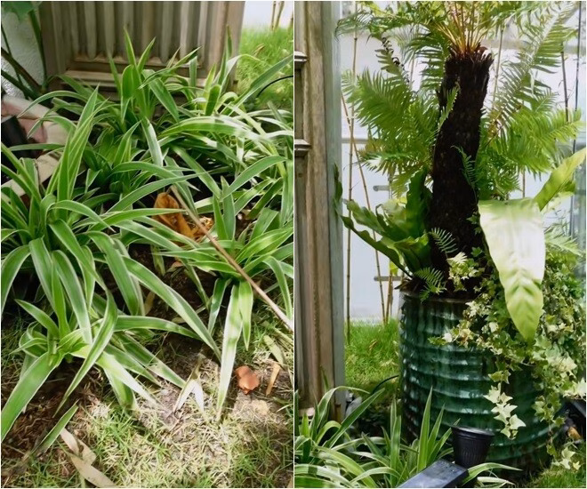 Ca sĩ Hồng Nhung hé mở không gian vườn trên sân thượng penthouse Không chỉ là nơi trang trí thêm màu xanh, khu vườn còn là góc chữa lành bình yên cho cô sau hành trình điều trị và hồi phục ung thư. Hồng Nhung tâm sự rằng làm vườn, chăm cây cối là thú vui không thể thiếu trong cuộc sống của cô. "Mình chăm sóc thiên nhiên, thiên nhiên sẽ chăm lại mình", cô nói.