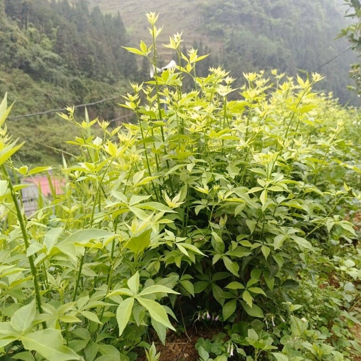Loại rau được ví như nhân sâm rừng, trồng dễ như rau má Rau ngũ bì hương ngày càng được ưa chuộng, xuất hiện trong thực đơn của nhiều nhà hàng, quán ăn địa phương. Ảnh: Mai Quang Văn