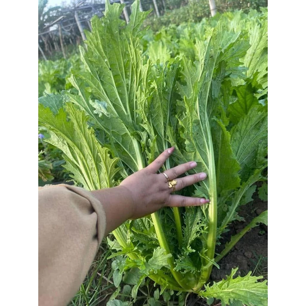 Làm thế nào để hạt giống rau cải mèo Hà Giang nảy mầm nhanh và khỏe mạnh?