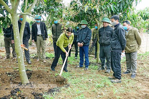 Sơn La sản xuất nông nghiệp hữu cơ - Kỳ 2: Cần những giải pháp đồng bộ - 3