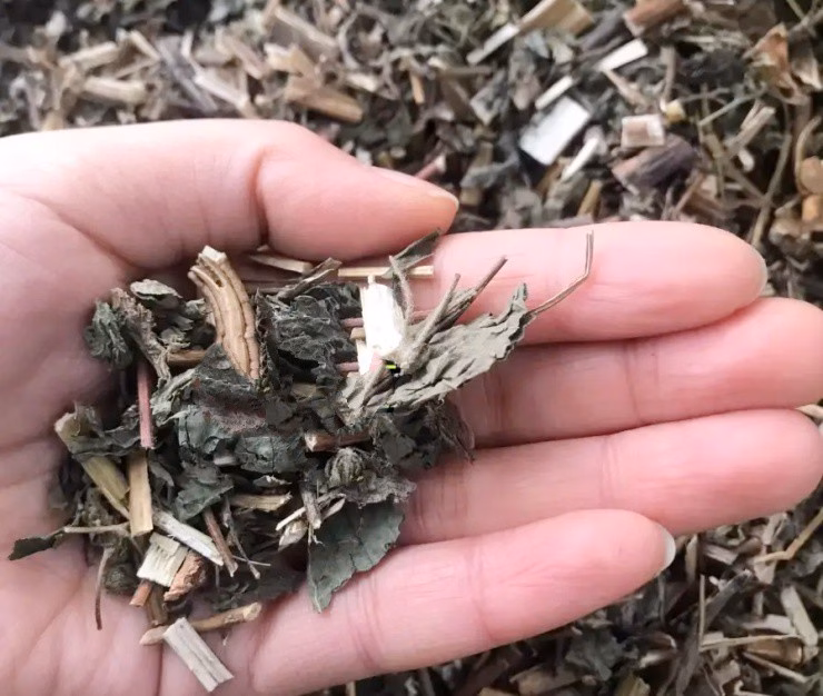 Cỏ dại bốc mùi như phân lợn