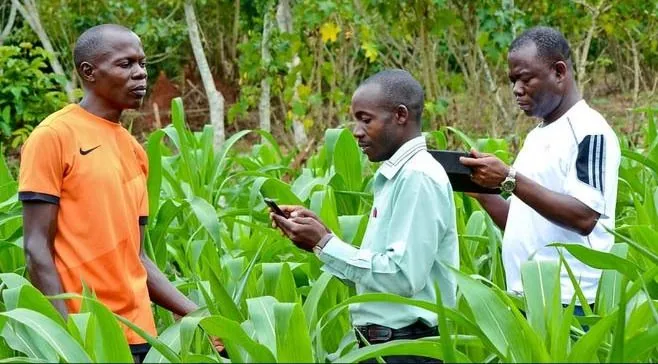 Nông dân Kenya ứng dụng công nghệ trong trồng trọt Nông dân Kenya ứng dụng công nghệ trong trồng trọt